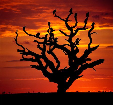 Kenya, District de Narok. Perchoir de vautours sur un arbre mort au coucher du soleil. Photographie de stock - Rights-Managed, Code: 862-03736762