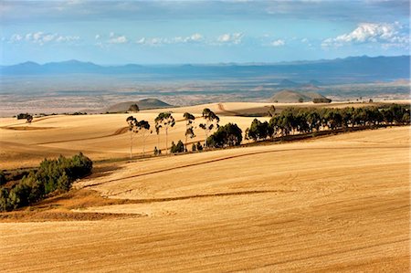 simsearch:862-03711155,k - Kenya,Timau. Rolling wheat farms at Timau, 8,500 feet above sea level, looking north to the semi-arid Northern Province. Stock Photo - Rights-Managed, Code: 862-03736775