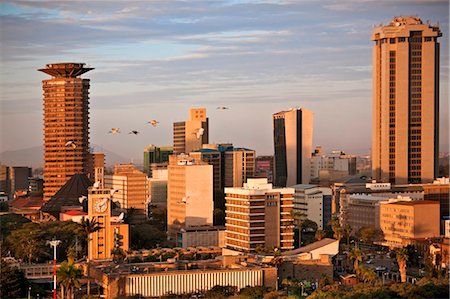 Kenya, Nairobi. Nairobi skyline bathed in late afternoon sunlight as a flock of sacred ibis fly overhead. Fotografie stock - Rights-Managed, Codice: 862-03736773