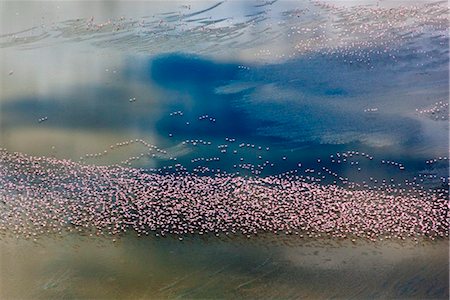 Kenya, Nakuru District. Flocks of lesser flamingos fly over Lake Elmenteita, a small soda lake of Africas Great Rift Valley. Stock Photo - Rights-Managed, Code: 862-03736824