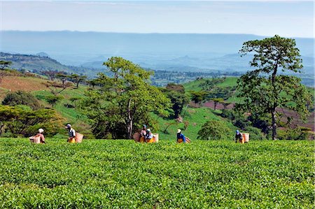 Kenya, Kericho District. Tea pickers pluck tea in one of the most important tea growing regions of Kenya. Fotografie stock - Rights-Managed, Codice: 862-03736821
