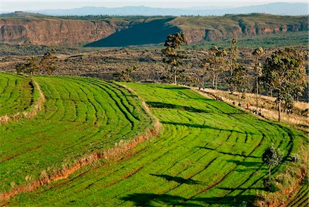 Kenya, District de Nakuru. Champs de luzerne cultivée sur le bord du cratère impressionnant Menengai, couvrant une superficie de 90 kilomètres carrés. Photographie de stock - Rights-Managed, Code: 862-03736823