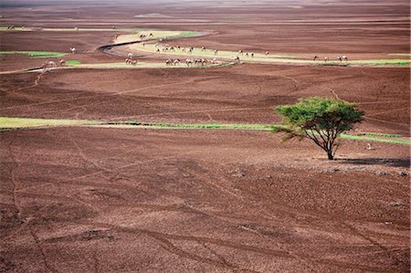 simsearch:862-03736857,k - À la fin de la saison des pluies, le bétail paître les petites bandes de végétation le long des cours d'eau saisonniers dans le désert de Chalbi Photographie de stock - Rights-Managed, Code: 862-03736842