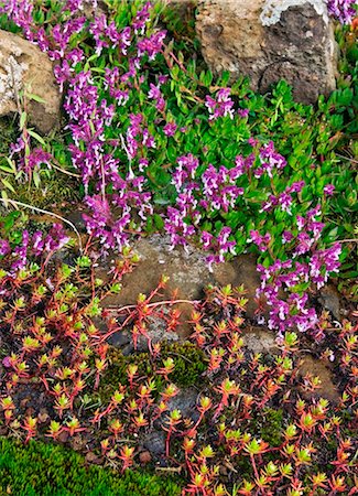 Kenya. Wild flowers and succulents growing on rocky ground on the slopes of Mount Elgon. Stock Photo - Rights-Managed, Code: 862-03736877