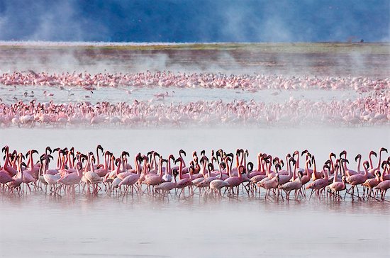 Kenya. Lesser flamingos feeding on algae among the hot springs of Lake Bogoria, an alkaline lake in the Great Rift Valley Stock Photo - Premium Rights-Managed, Artist: AWL Images, Image code: 862-03736884