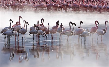 flamingo (bird) - Kenya. Lesser flamingos feeding on algae among the hot springs of Lake Bogoria, an alkaline lake in the Great Rift Valley Stock Photo - Rights-Managed, Code: 862-03736887