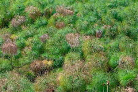 simsearch:862-03888678,k - Kenia. Papyrus wächst in einem Sumpf von Süßwasser Feder in der Nähe von Bogoriasee gespeist. Stockbilder - Lizenzpflichtiges, Bildnummer: 862-03736889