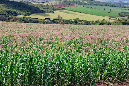 farming food africa - Kenya. A healthy crop of white maize growing at Endebess.  Maize is the staple food of all Kenyans. Stock Photo - Rights-Managed, Code: 862-03736882