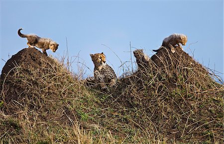 simsearch:862-03366452,k - Kenya. Un guépard et ses trois oursons âgés d'un mois de repos et jouent sur des termitières en réserve nationale de Masai Mara. Photographie de stock - Rights-Managed, Code: 862-03736894