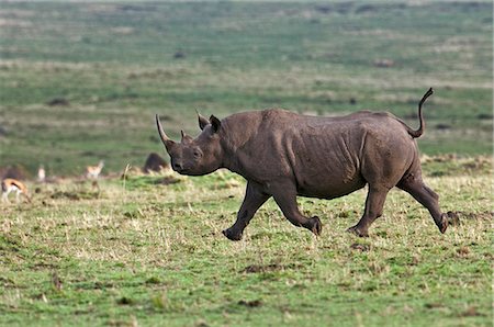 simsearch:862-07910223,k - Kenya. Un rhinocéros noir traverse la réserve nationale de Masai Mara. Contrairement à la croyance populaire, les rhinocéros peuvent exécuter très rapidement. Photographie de stock - Rights-Managed, Code: 862-03736897