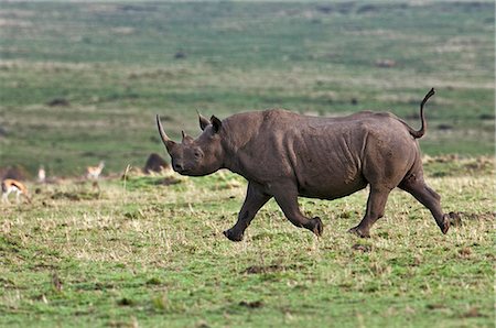 simsearch:862-03736913,k - Kenya. Un rhinocéros noir traverse la réserve nationale de Masai Mara. Contrairement à la croyance populaire, les rhinocéros peuvent exécuter très rapidement. Photographie de stock - Rights-Managed, Code: 862-03736897