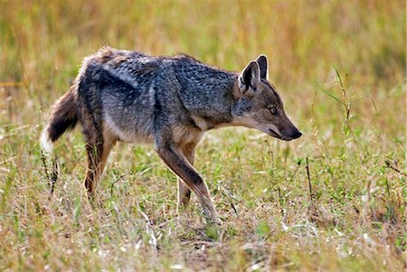 simsearch:862-03366369,k - Kenya. A side-striped jackal in Masai Mara National Reserve. Foto de stock - Direito Controlado, Número: 862-03736904