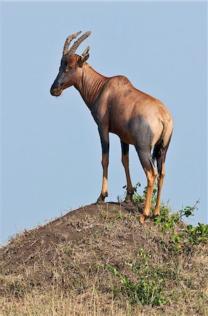 simsearch:862-03731563,k - Kenya. A Topi stands on a termite mound in Masai Mara National Reserve. Foto de stock - Con derechos protegidos, Código: 862-03736905