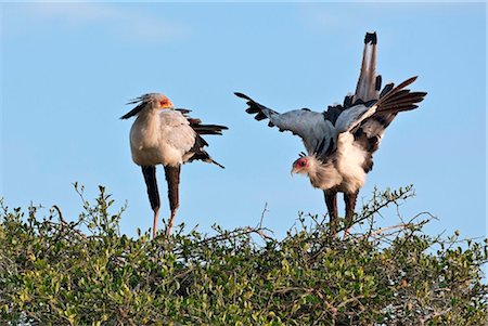 simsearch:862-05998401,k - Kenya. A pair of nesting secretary birds in Masai Mara National Reserve. Stock Photo - Rights-Managed, Code: 862-03736907