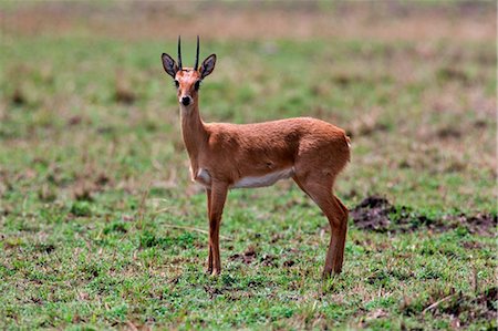 safari landscape animal - Kenya. An oribi in Masai Mara National Reserve. Stock Photo - Rights-Managed, Code: 862-03736900