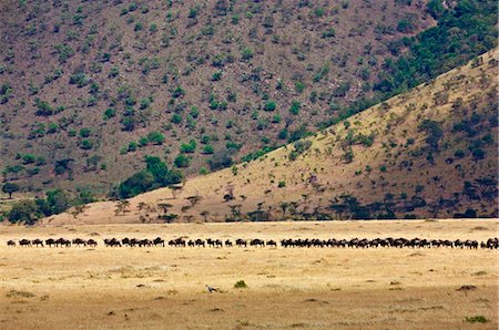 simsearch:862-03807746,k - Kenya. Gnu barbe blanche suivre en ligne le long de l'escarpement de Oloololo dans la réserve nationale de Masai Mara au cours de la migration annuelle. Photographie de stock - Rights-Managed, Code: 862-03736901