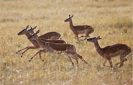 simsearch:862-03731595,k - Kenya. Female impalas running across the plains in Masai Mara National Reserve. Stock Photo - Rights-Managed, Code: 862-03736903