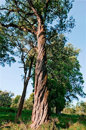 Kenya. A giant podo tree with twisted trunk on the slopes of Mount Elgon, Kenya s second highest mountain of volcanic origin. Fotografie stock - Rights-Managed, Codice: 862-03736914