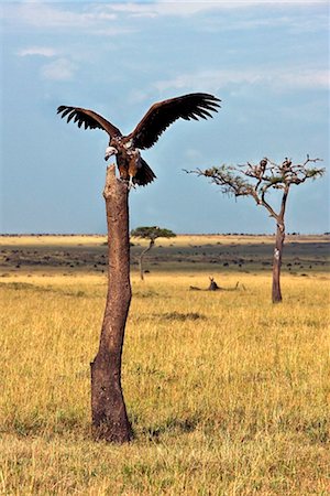 simsearch:862-05998492,k - Kenya. A lappet-faced vulture alights onto a tree trunk in Masai Mara National Reserve. Foto de stock - Con derechos protegidos, Código: 862-03736910