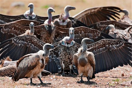 simsearch:862-05998476,k - Kenya. Après une nuit humide, les vautours Rüppell déployer leurs ailes pour les faire sécher au soleil dans la réserve nationale de Masai Mara. Photographie de stock - Rights-Managed, Code: 862-03736911