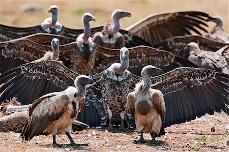 simsearch:862-05998401,k - Kenya. After a wet night, Rüppells griffon vultures spread their wings to dry them in the sun in Masai Mara National Reserve. Stock Photo - Rights-Managed, Code: 862-03736911