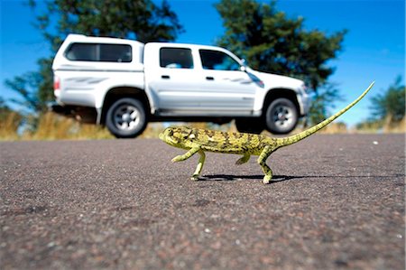 Namibia, Bushmanland. A chameleon crosses a road in northeastern Namibia, a 4x4 Toyota 'twin-cab' parked in the background. Foto de stock - Direito Controlado, Número: 862-03736999