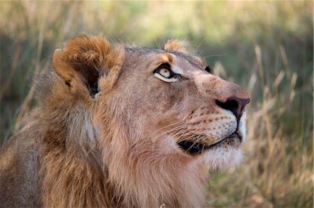 South Africa; North West Province; Madikwe Game Reserve. Portrait of a young male lion. Stock Photo - Rights-Managed, Code: 862-03737077