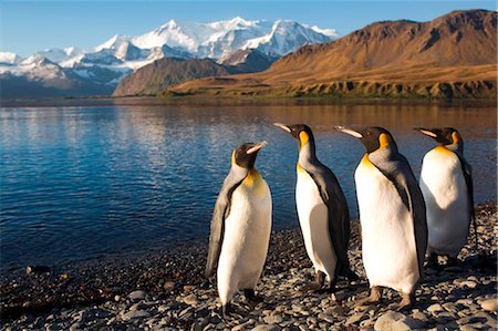 south georgia island - South Georgia and the South Sandwich Islands, South Georgia, Cumberland Bay, Grytviken. A group of King Penguins on the beach. Stock Photo - Rights-Managed, Code: 862-03737106