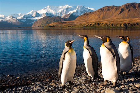 penguin on mountain - South Georgia and the South Sandwich Islands, South Georgia, Cumberland Bay, Grytviken. A group of King Penguins on the beach. Stock Photo - Rights-Managed, Code: 862-03737106