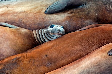 simsearch:841-07204329,k - South Georgia and the South Sandwich Islands, South Georgia, Cumberland Bay, Grytviken. Southern Elephant Seal Foto de stock - Con derechos protegidos, Código: 862-03737116