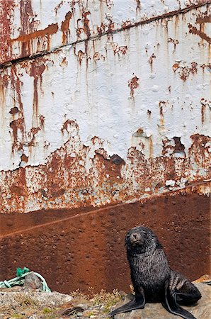 schiffbruch - Südgeorgien und die südlichen Sandwichinseln Südgeorgien, Cumberland Bay, Grytviken. Eine junge Fur Seal Pup & Boot Stockbilder - Lizenzpflichtiges, Bildnummer: 862-03737129