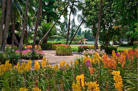 rose garden - Thailand. A magnificent display of orchids at Rose Garden a tourist complex set in 75 acres of magnificent gardens. Stock Photo - Rights-Managed, Code: 862-03737230