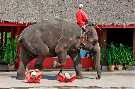 simsearch:862-03737235,k - Thailand. An elephant display at Rose Garden a tourist complex set in 75 acres of magnificent gardens Foto de stock - Con derechos protegidos, Código: 862-03737231