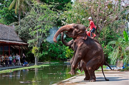 simsearch:862-03737235,k - Thailand. An elephant display at Rose Garden a tourist complex set in 75 acres of magnificent gardens Foto de stock - Con derechos protegidos, Código: 862-03737232