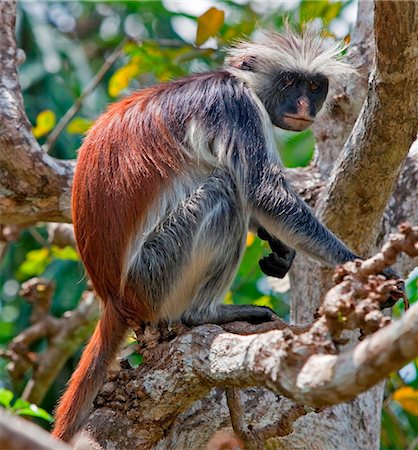 simsearch:862-03737256,k - Tanzanie, Zanzibar. Un singe colobus rouge Zanzibar dans le sud-est de la forêt de Jozani de Stone Town. Photographie de stock - Rights-Managed, Code: 862-03737277
