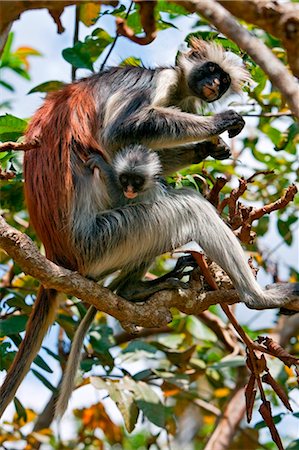 simsearch:862-07909918,k - Tanzanie, Zanzibar. Un singe colobus rouge Zanzibar et le bébé dans le sud-est de la forêt de Jozani de Stone Town. Photographie de stock - Rights-Managed, Code: 862-03737273