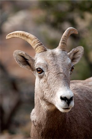 simsearch:400-04262308,k - United States; Arizona; Grand Canyon. Portrait of a bighorn sheep near Bright Angel Trail. Stock Photo - Rights-Managed, Code: 862-03737406