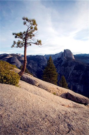 rocky mountains panorama - United States, California, Yosemite National Park. A lone pine clings to a bare rock face at Glacier Point, with Half Dome in the distance. Stock Photo - Rights-Managed, Code: 862-03737416