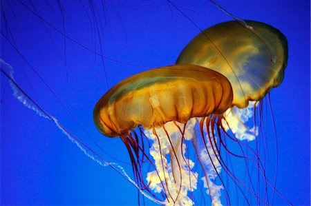 simsearch:6118-07353527,k - United States of America, California, Monterey, two jellyfish swim in an aquarium tank in Monterey Bay Aquarium. Foto de stock - Con derechos protegidos, Código: 862-03737423