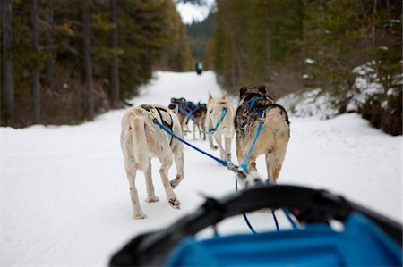 Dogsledding near Canmore Alberta in the Canadian Rockies Foto de stock - Con derechos protegidos, Código: 862-03731020