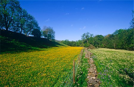 simsearch:862-03731192,k - Flowering spring meadow, Swaledale, Yorkshire Dales National Park, England Stock Photo - Rights-Managed, Code: 862-03731169