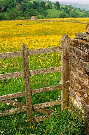 swaledale - Floraison printemps pré, Swaledale, Yorkshire Dales National Park, en Angleterre Photographie de stock - Rights-Managed, Code: 862-03731163