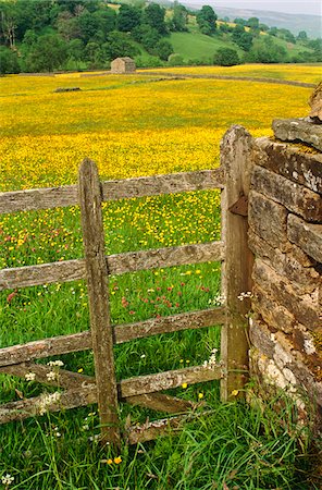 simsearch:862-03731157,k - Flowering spring meadow, Swaledale, Yorkshire Dales National Park, England Foto de stock - Direito Controlado, Número: 862-03731163