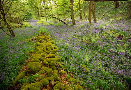swaledale - Ressorts de bois, Parc National de Yorkshire Dales, Angleterre Photographie de stock - Rights-Managed, Code: 862-03731174