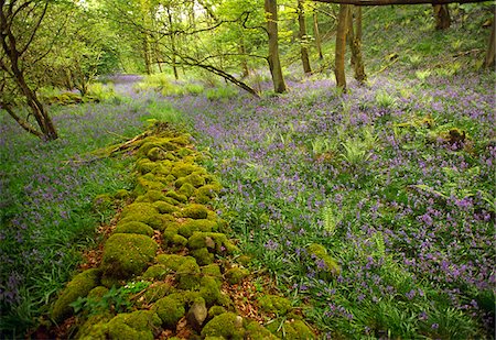 Springs Wood, Yorkshire Dales National Park, England Stock Photo - Rights-Managed, Code: 862-03731174