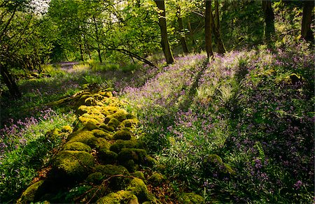 swaledale - Yorkshire Dales National Park, Angleterre Photographie de stock - Rights-Managed, Code: 862-03731175