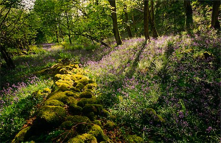 ramson - Yorkshire Dales National Park, England Stock Photo - Rights-Managed, Code: 862-03731175