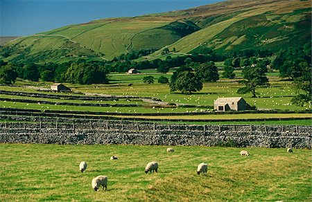 swaledale sheep - Field walls of Littondale, Yorkshire Dales National Park, England Stock Photo - Rights-Managed, Code: 862-03731170