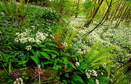 swaledale - Ressorts de bois, Parc National de Yorkshire Dales, Angleterre Photographie de stock - Rights-Managed, Code: 862-03731173