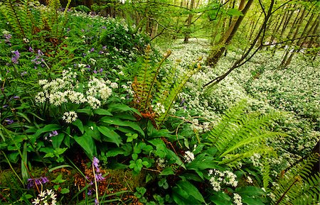 Springs Wood, Yorkshire Dales National Park, England Stock Photo - Rights-Managed, Code: 862-03731173